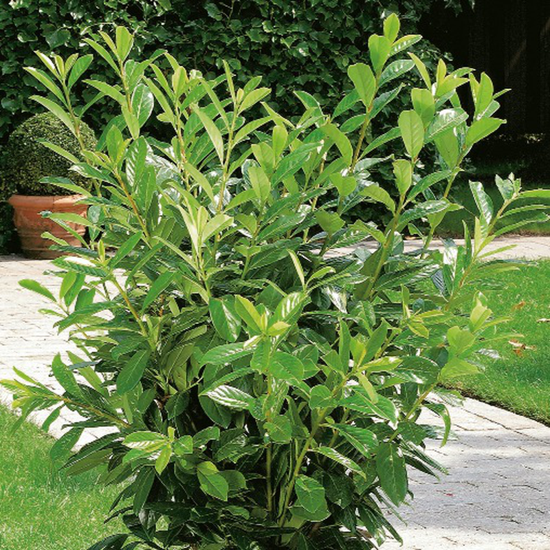 Prunus laurocerasus 'Greentorch' | Yougardener