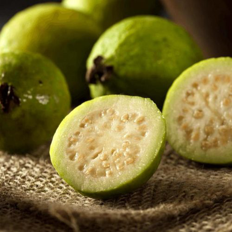 Psidium guajava 'Polpa bianca' Yougardener