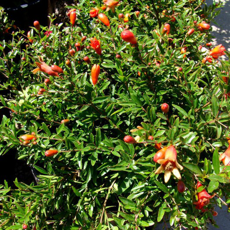 Punica Granatum Chico Yougardener