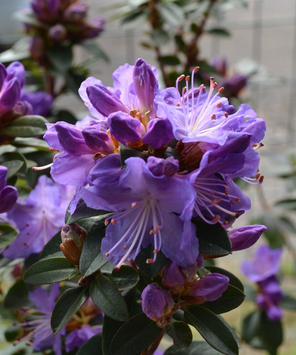 Rododendro ‘Blue diamond’ | Yougardener