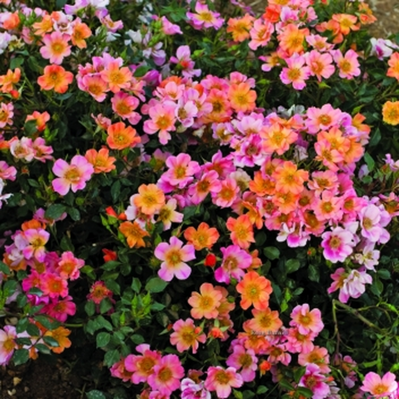 Rosa 'Happy chappy' (arbusto) Yougardener