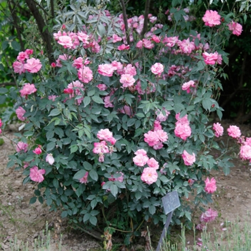 Rosa Old Blush Arbusto Yougardener