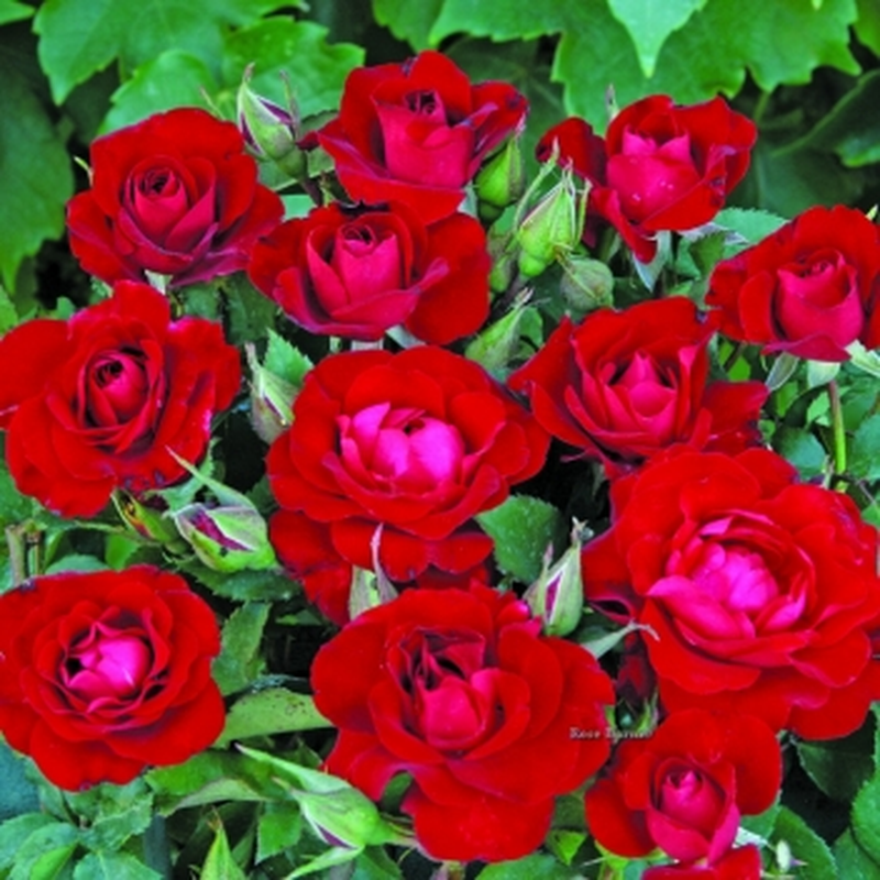 Acquistare Rosa Patiohit Red - Cespuglio di Rose Rosse Mini 