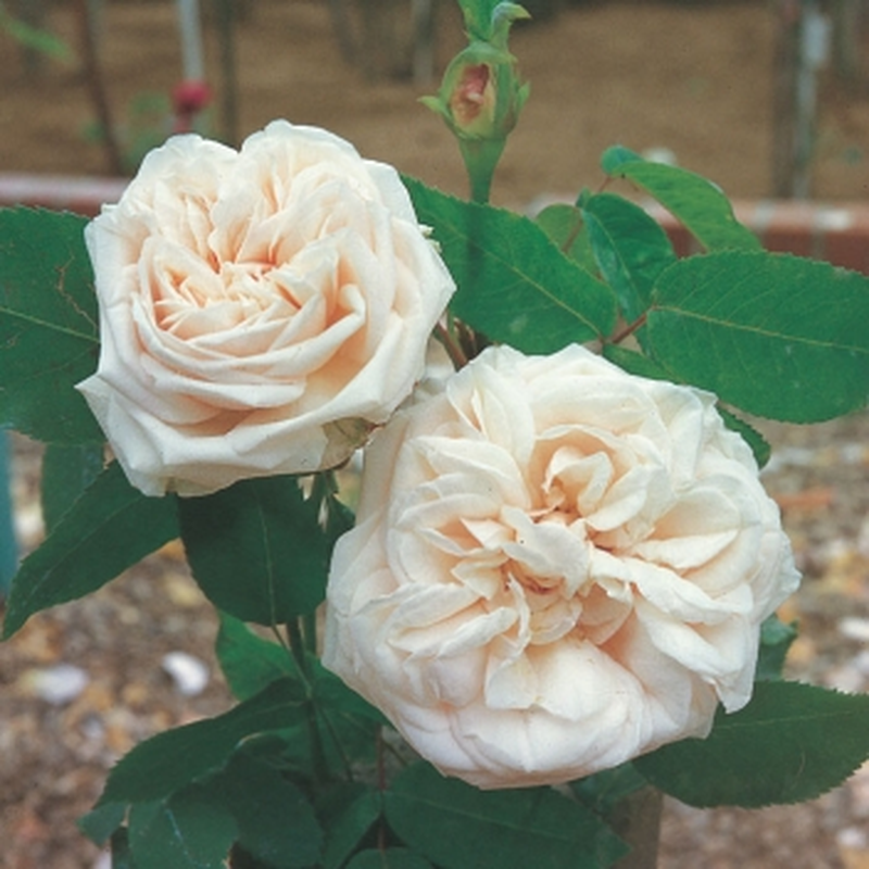 Rosa Rampicante Souvenir De La Malmaison - Bianco Crema Sfumato Rosa | Rifiorente In Autunno | Grande Fiore | Resistente Ai Parassiti | Pianta Viva In Vaso - 4