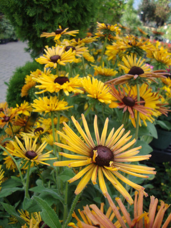 Rudbeckia hirta 'Chim Chiminee' Yougardener