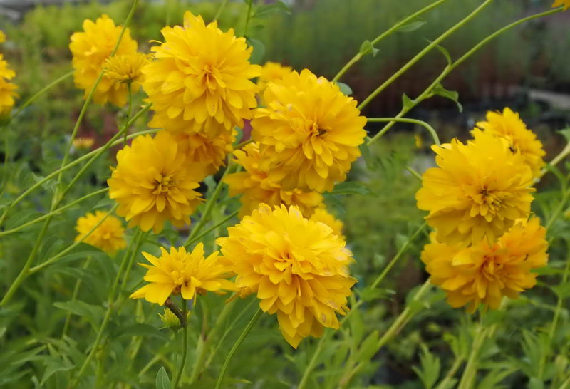 main_rudbeckia-lancinata-goldball