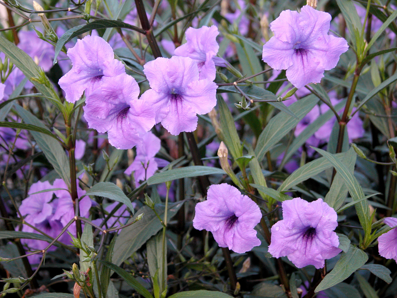 Ruellia brittoniana | Yougardener