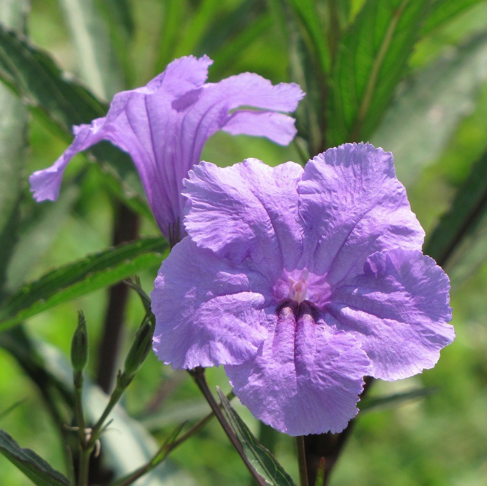 Ruellia | Yougardener