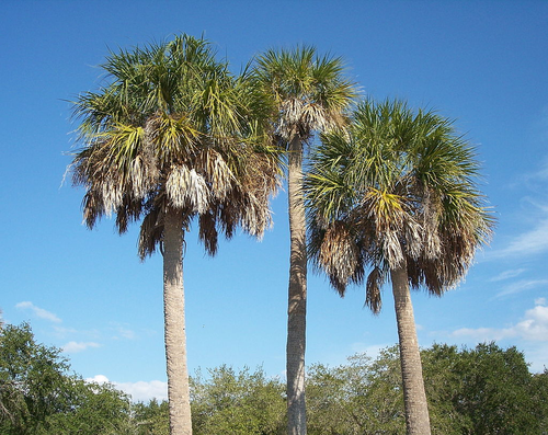 Sabal Palmetto | Yougardener