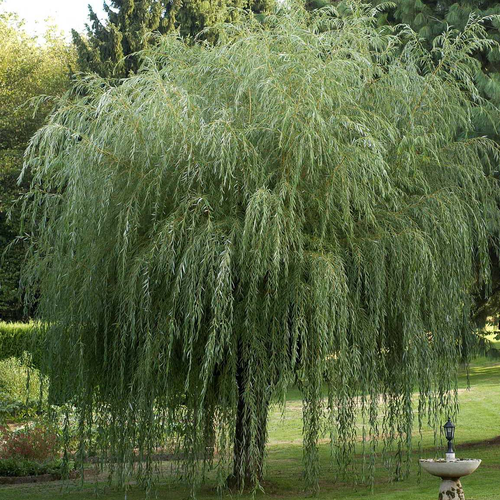 Salix [altre specie] Yougardener