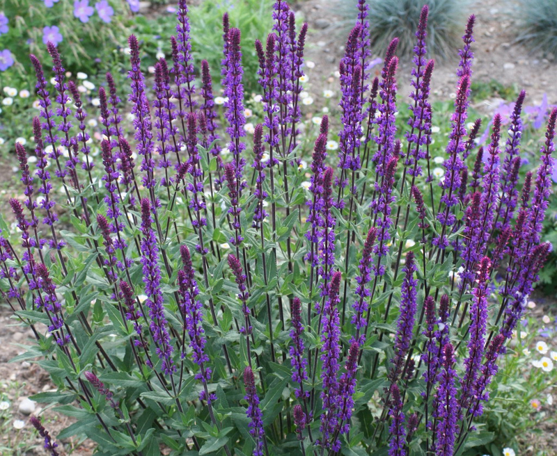 Salvia nemorosa 'Caradonna' Yougardener