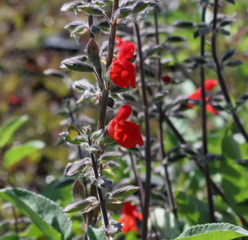 Salvia Splendens Alta - I Migliori Semi Da Fiore Su - Foto 4