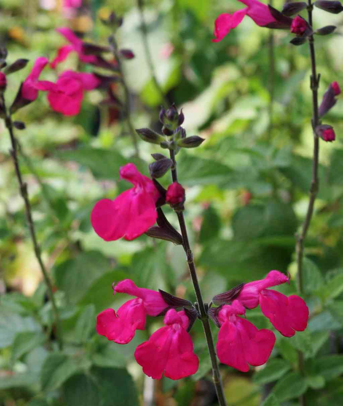 Salvia hybrida 'Dorset Wonder' Yougardener