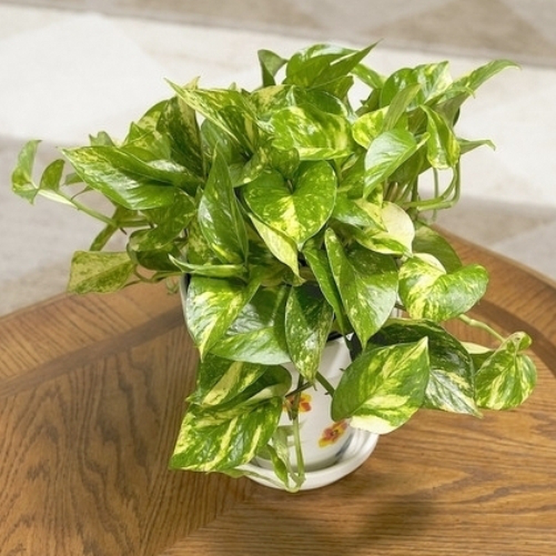 Scindapsus aureum su asta di muschio, in vaso da 17 cm, altezza ca. 65 cm