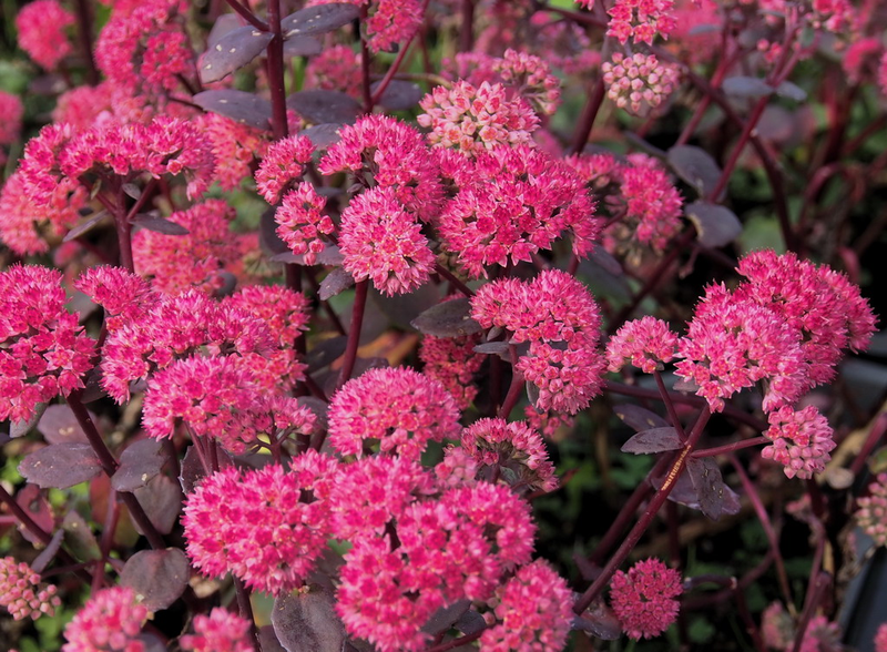 Фото седум red cauli