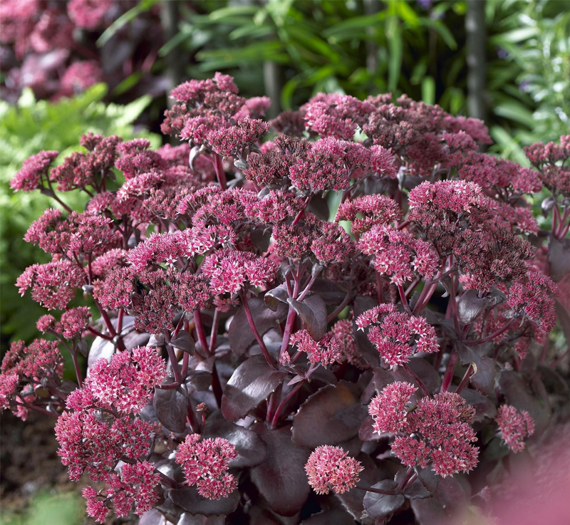 Sedum telephium 'Purple Emperor' Yougardener