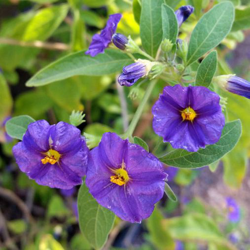 Piante da esterno solanum jasminoides