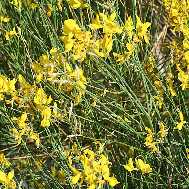 Spartium Junceum Yougardener