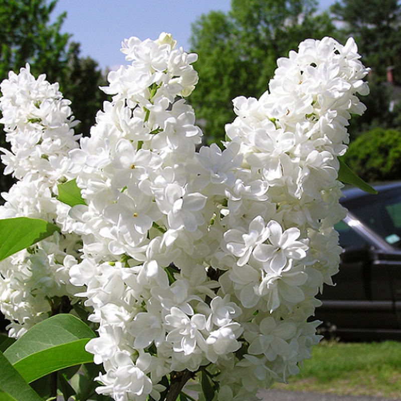 Syringa vulgaris 'Miss Ellen Willmott' | Yougardener