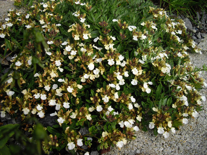 Teucrium montanum (tappezzante) Yougardener
