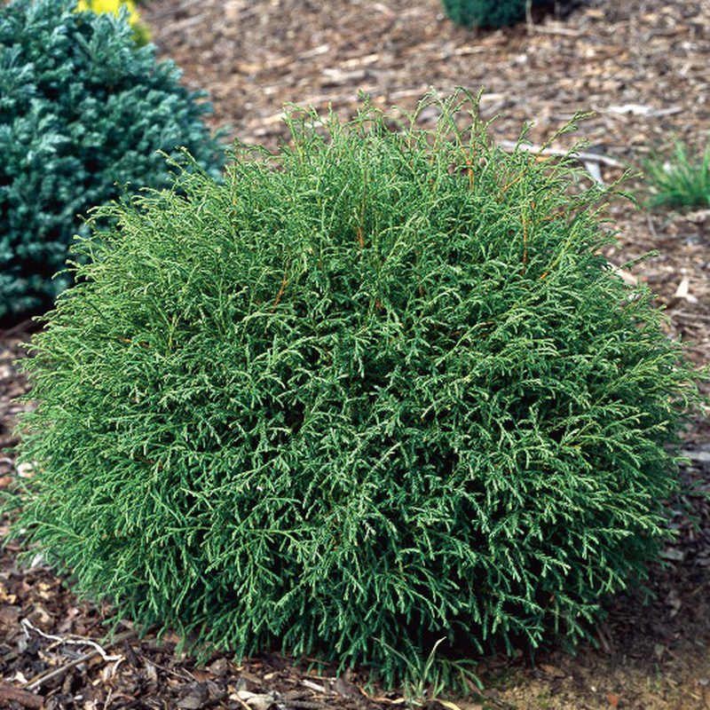 Thuja occidentalis 'Mr Bowling ball' Yougardener