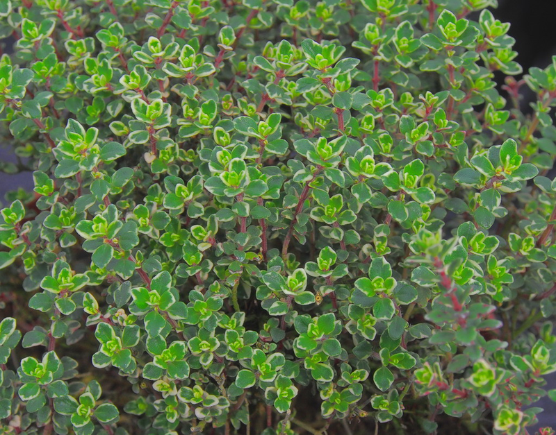 thymus citriodorus thymus citriodorus