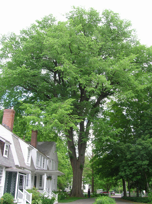 ulmus-americana-yougardener