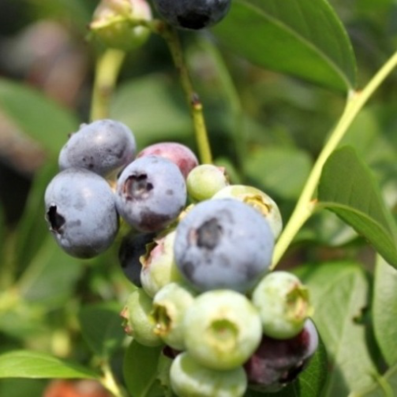 Pianta Di Mirtillo Americano - Cespuglio Da Frutto 40cm, Vaccinium Corymbosum - Foto 6