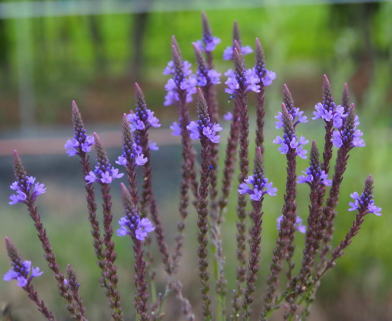 Verbena hastata Yougardener