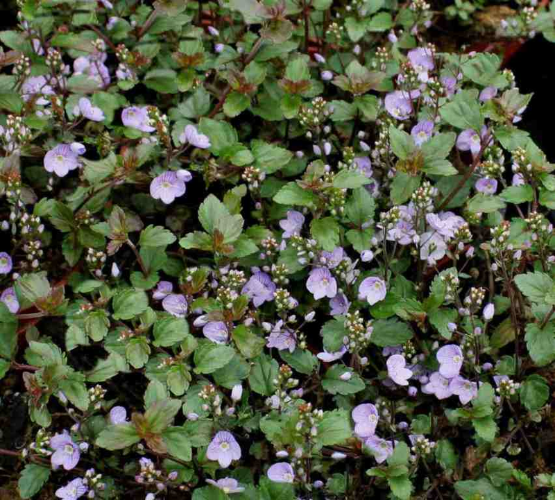 Veronica petraea 'Madame Mercier' Yougardener