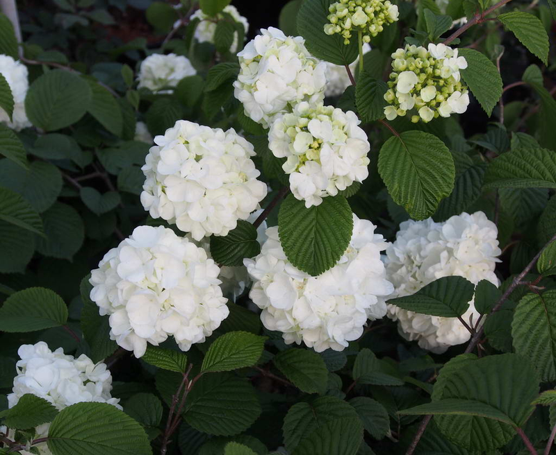 Viburnum plicatum 'Popcorn' Yougardener