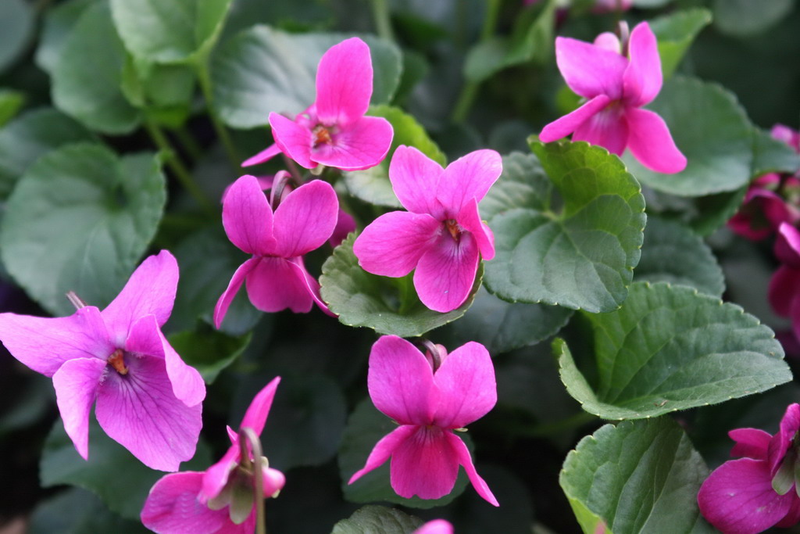 Viola odorata 'Melanie' Yougardener