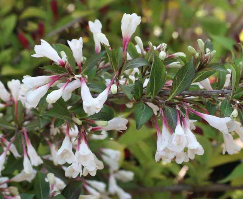 Weigela florida 'Black and white' Yougardener
