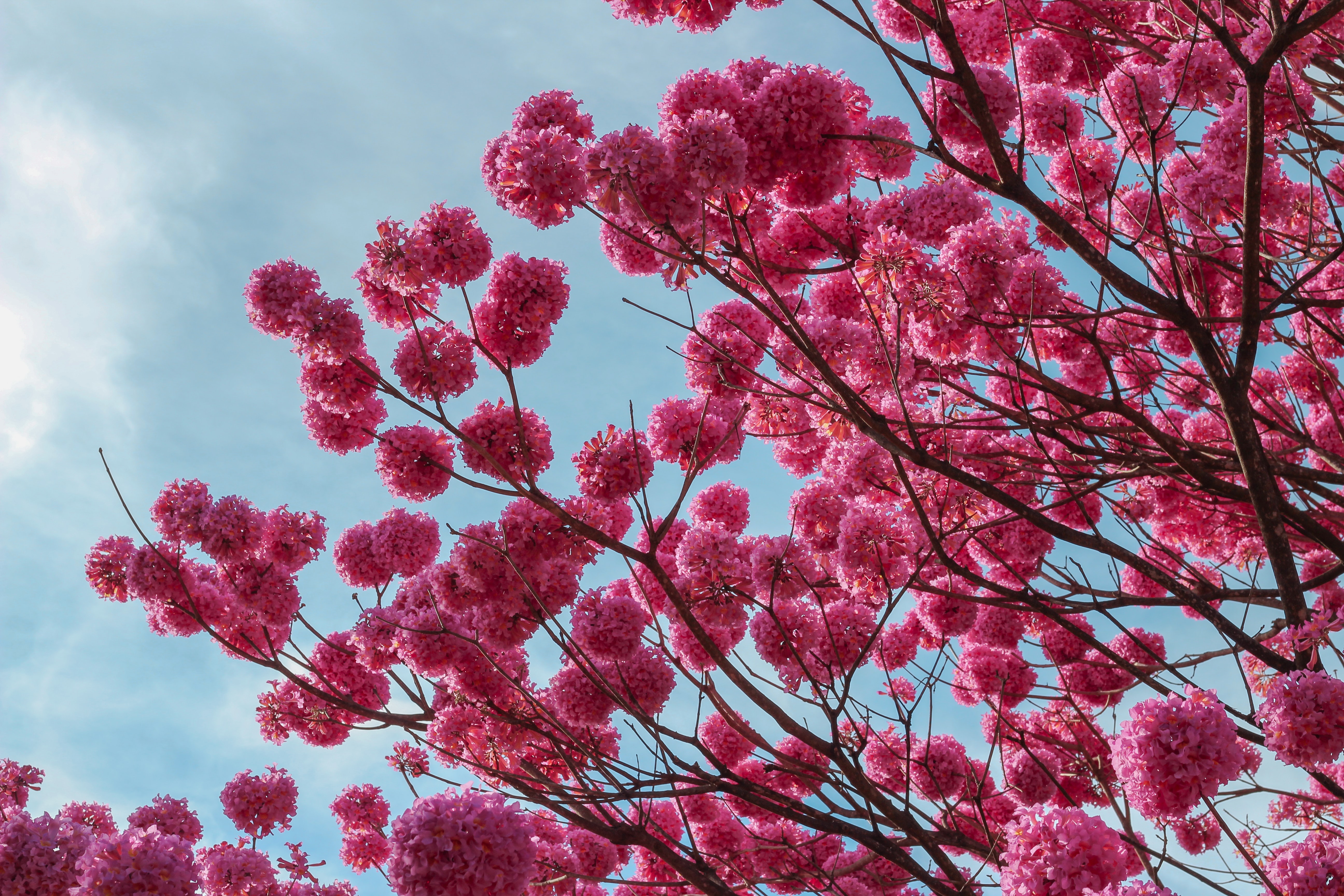 albero di tabebuia