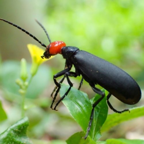 Epicauta Yougardener