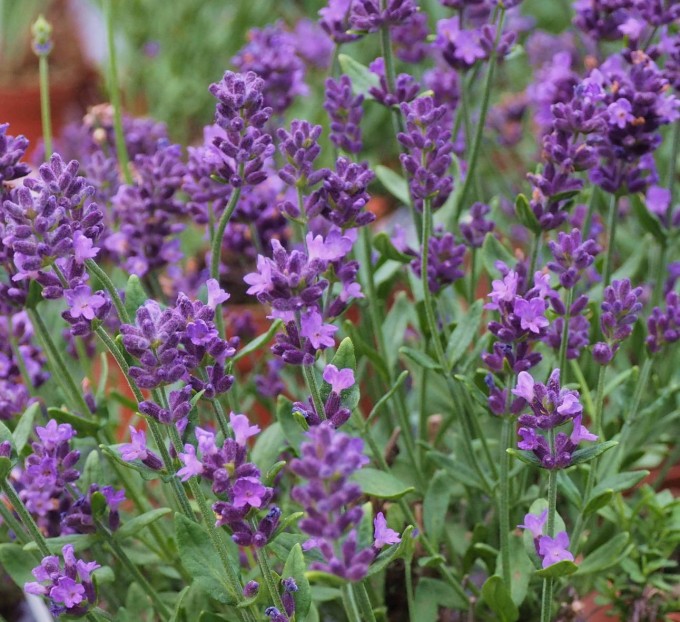 Lavandula angustifolia 'Blue Scent' ® | Yougardener