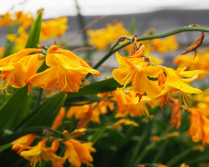 Crocosmia Buttercup