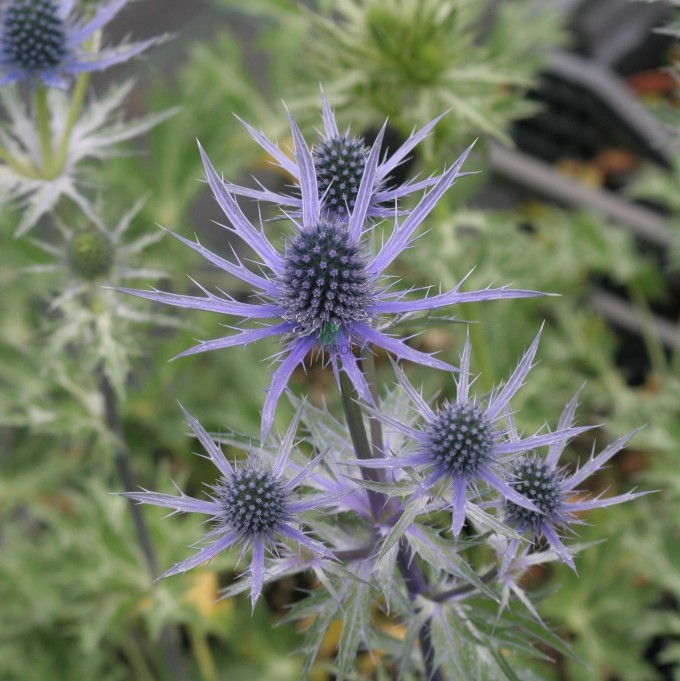 Eryngium hybridum 'Big Blue' ® Yougardener