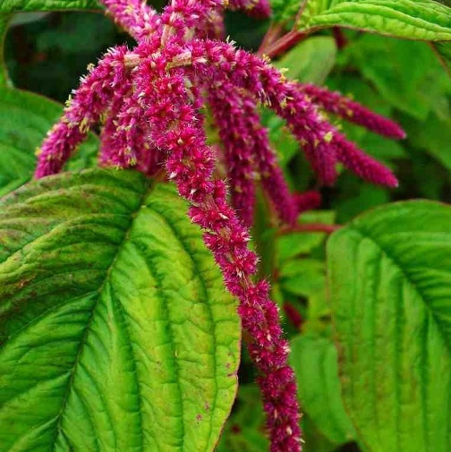 Amaranthus Caudatus Amaranto Vaso ø14cm