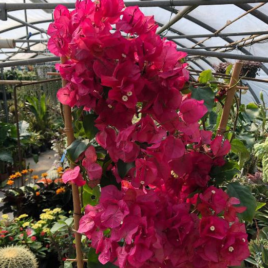 Bougainvillea “Alexandra” – fucsia (Buganville Bouganville ...