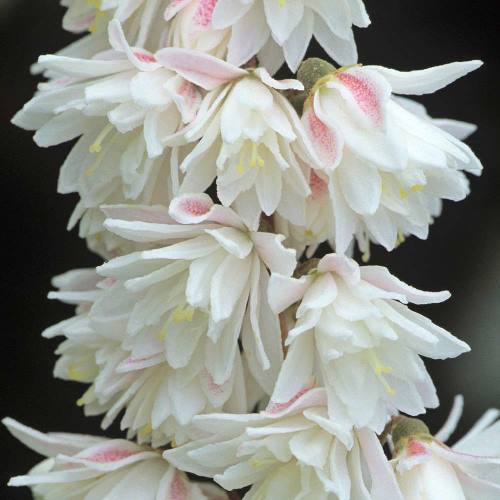Deutzia scabra plena Ripieno asterisco arbusto 60-80cm