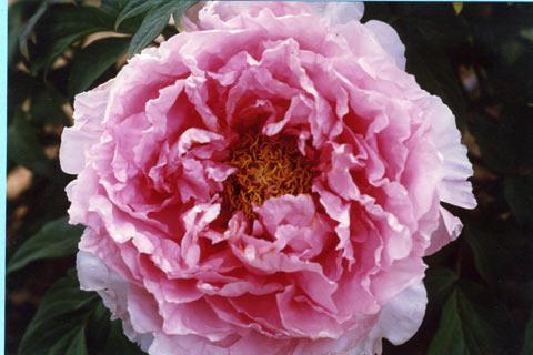 Peonia Hana Kisoi Yougardener