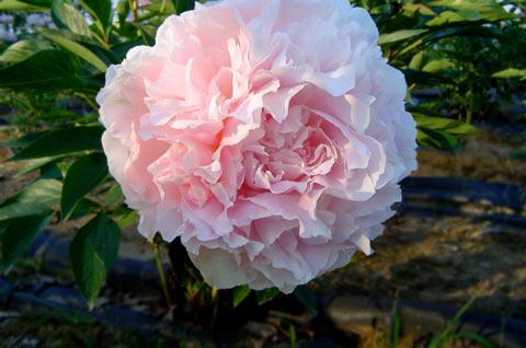 Peonia Madylone Yougardener