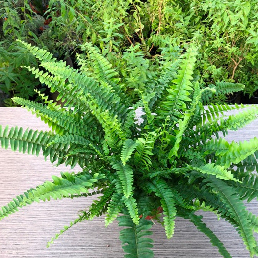 Nephrolepis “Green Lady” (Felce) [Vaso Ø14cm] | Yougardener