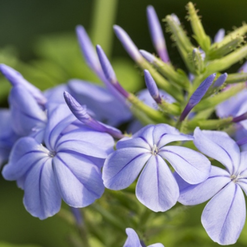 Plumbago auriculata (Gelsomino azzurro) [Vaso Ø18cm ...