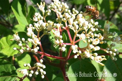 evodia tetradium daniellii albero del miele pianta in vaso da 3 litri yougardener