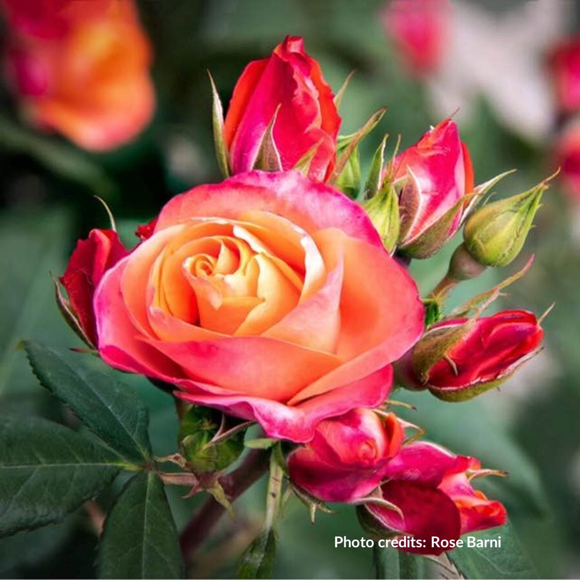Rosa 'Briosa ®' (arbusto) | Yougardener