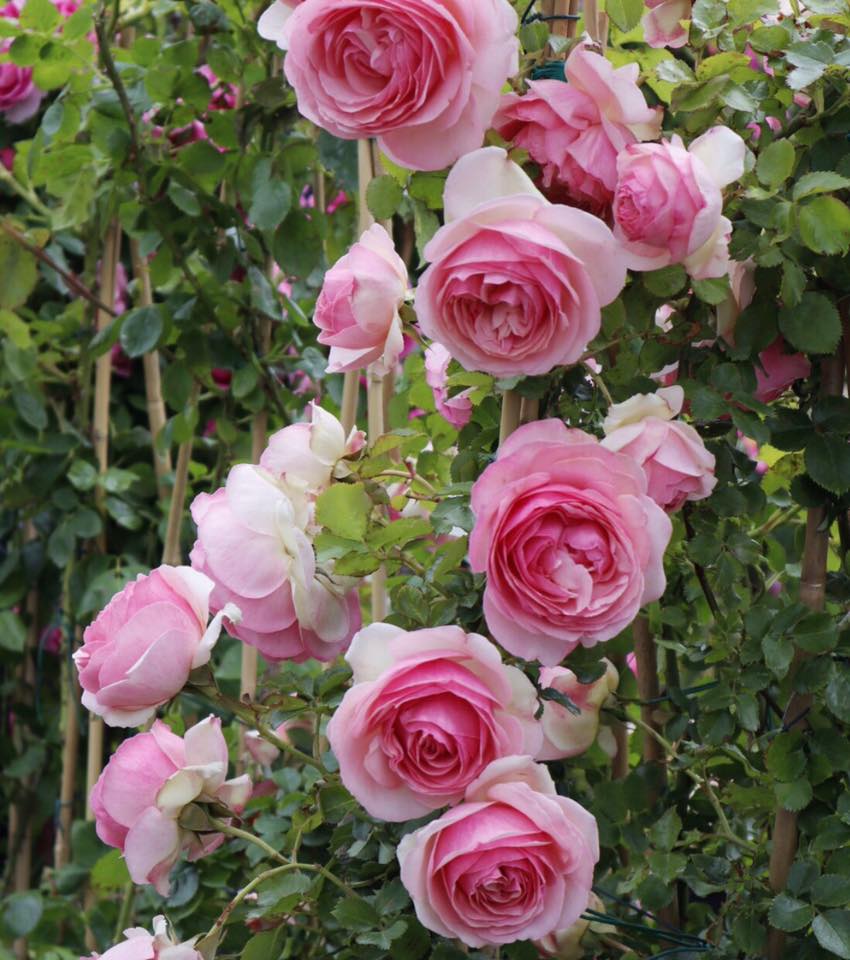 rosa-pierre-de-ronsard-rampicante-yougardener